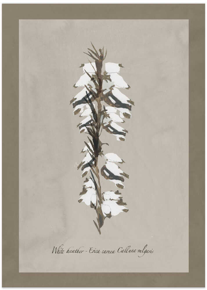 Delicate White Heather - Art Print by cartissi