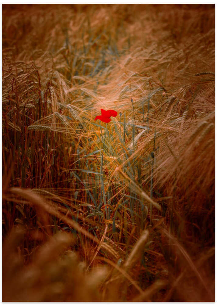 A lone poppy in an autumnal cornfield - Art Print by Harald Bader Photography