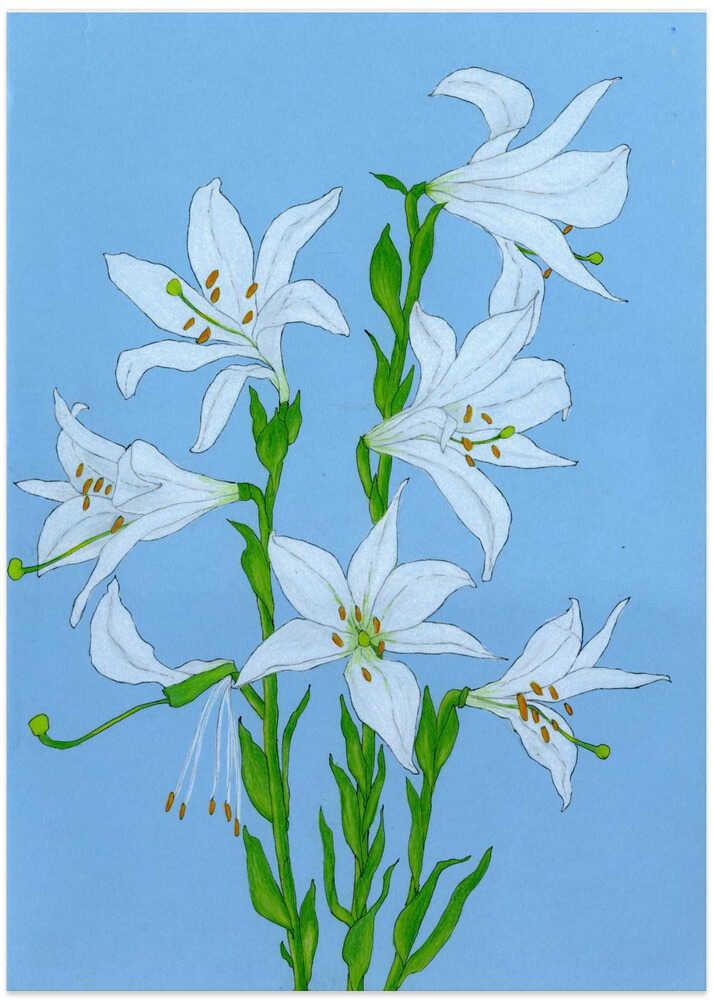 Elegant White Lilies - Art Print by Viktoriia Saunina
