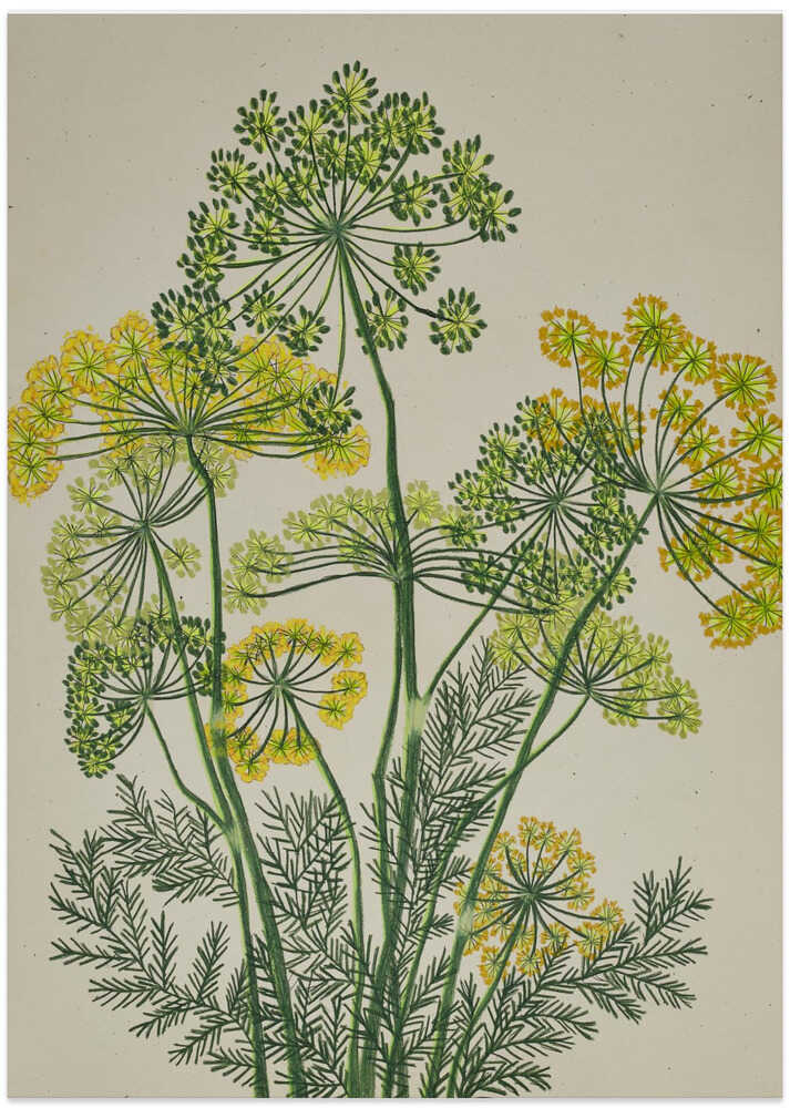 Fresh Yellow Dill - Art Print by Viktoriia Saunina