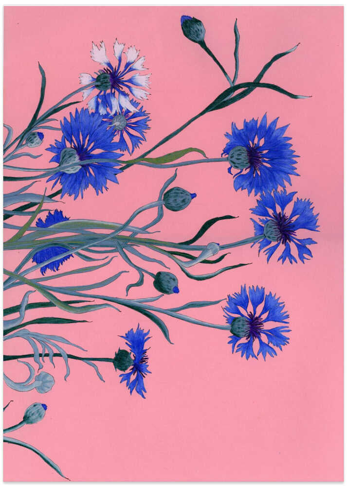 Blue Cornflowers on Pink - Art Print by Viktoriia Saunina
