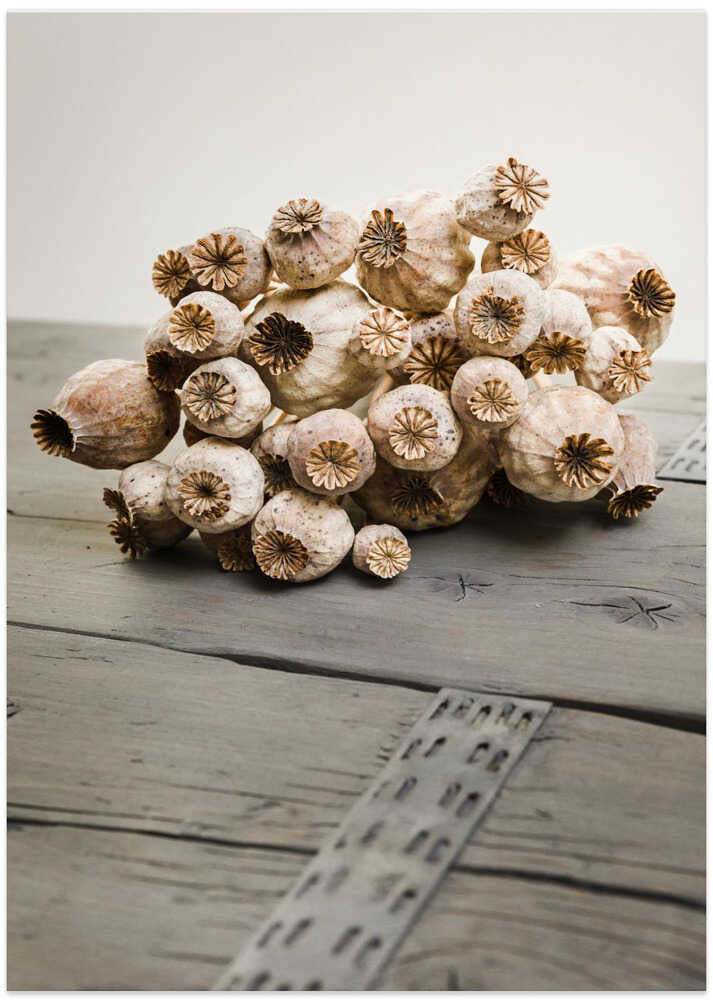 Rustic Poppy Pods - Art Print by Mayra Pama