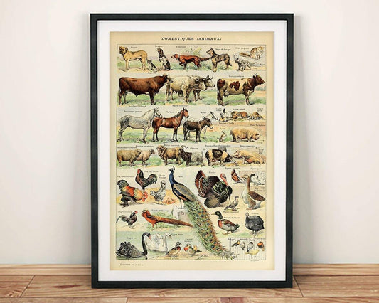 VINTAGE ANIMALS POSTER: French Farm Creatures Art Print - Pimlico Prints