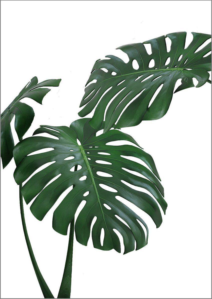 monstera deliciosa poster MONSTERA PRINT: Green Tropical Plant Photo Poster
