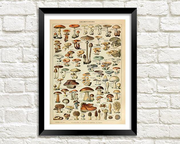 Dufour Champignons Plate 18 Vintage mushroom hot Print Antique Plant Drawings Ready to Hang Kitchen Art Decor Canvas Scroll