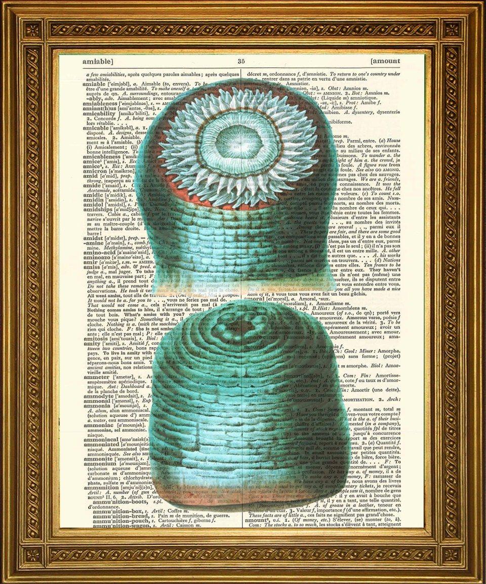 SEA SHELL PRINTS: Dictionary Page Art Selection - Pimlico Prints