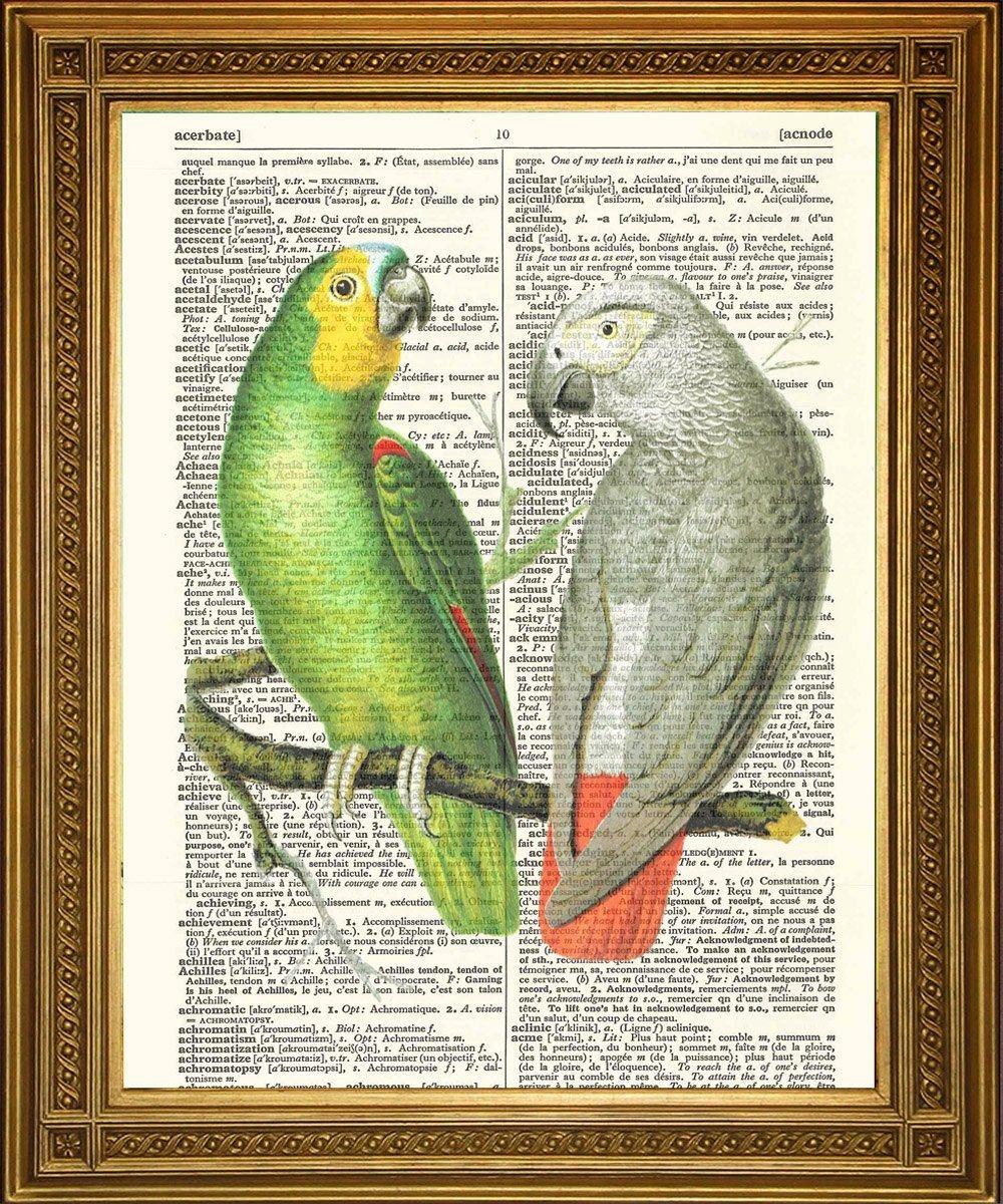 PARROT PRINT: Dictionary Art Bird Illustration - Pimlico Prints