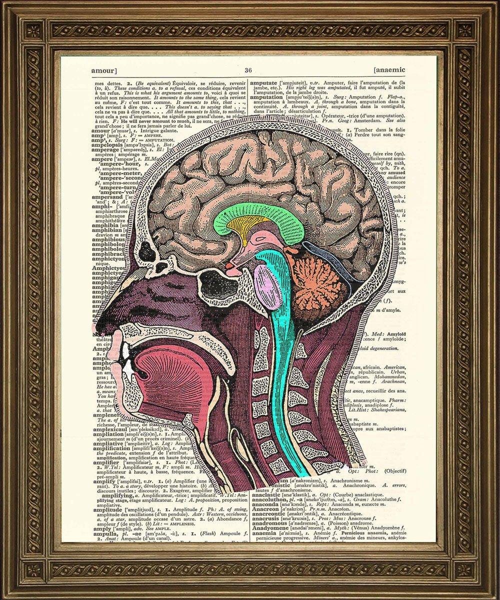HEAD ANATOMY ILLUSTRATION: Dictionary Art Print - Pimlico Prints