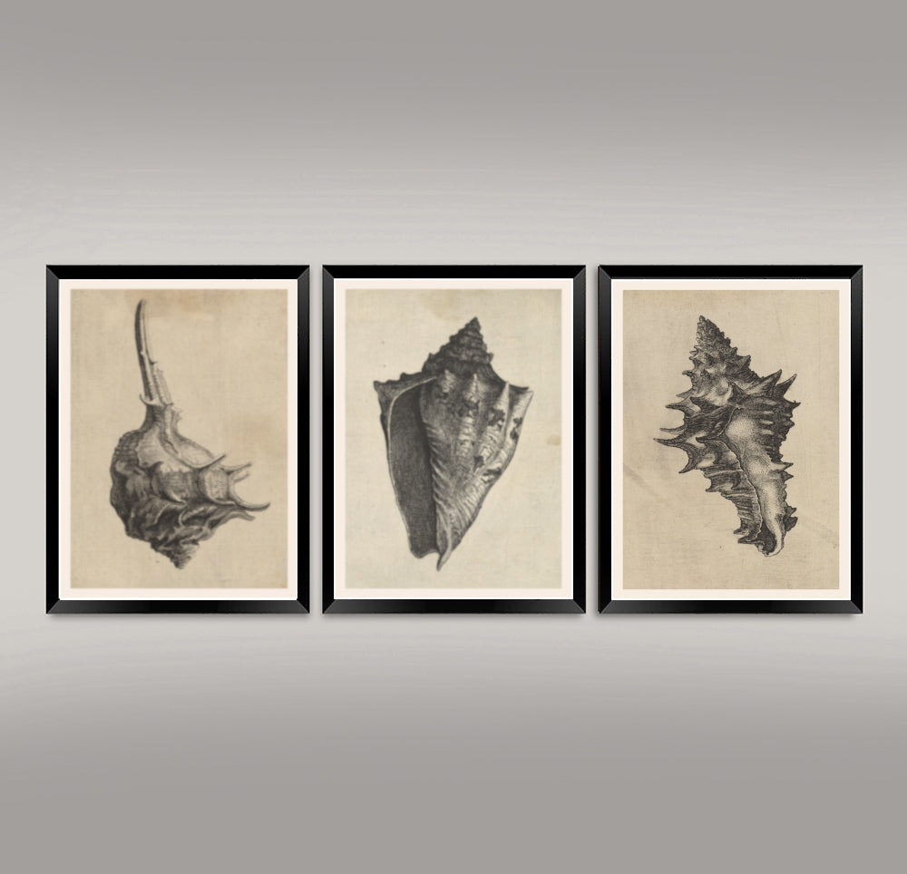 Shell Prints Small Shells SHELL PRINTS: Vintage Illustrations of Sea Shells – Pimlico Prints