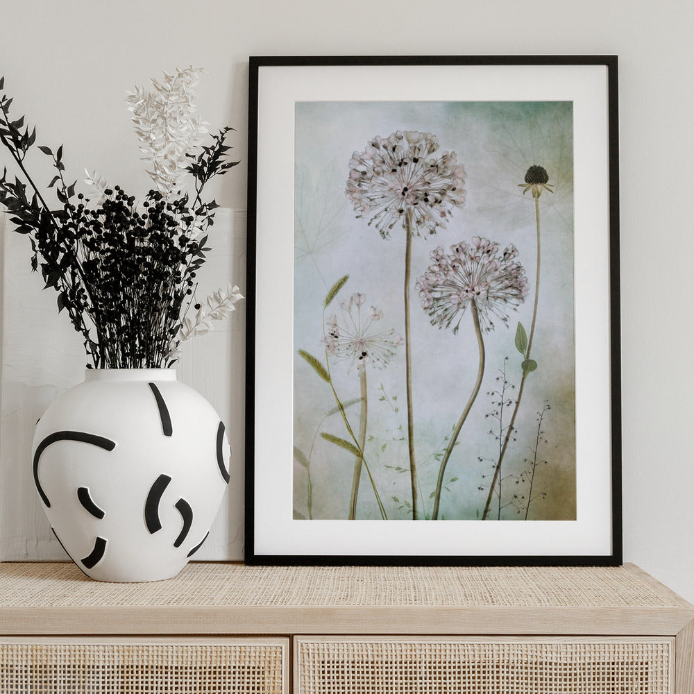 Allium - Art Print by Mandy Disher