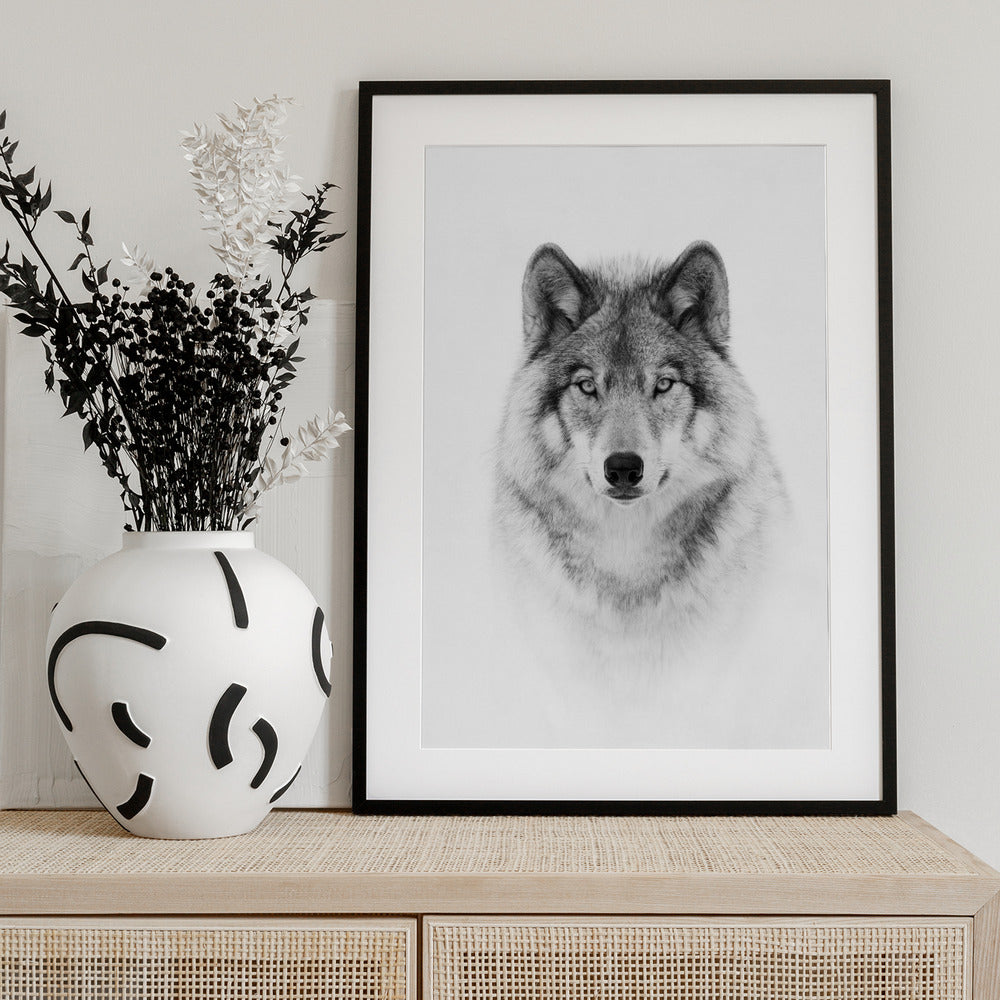Portrait of a Timber Wolf - Art Print by Jim Cumming