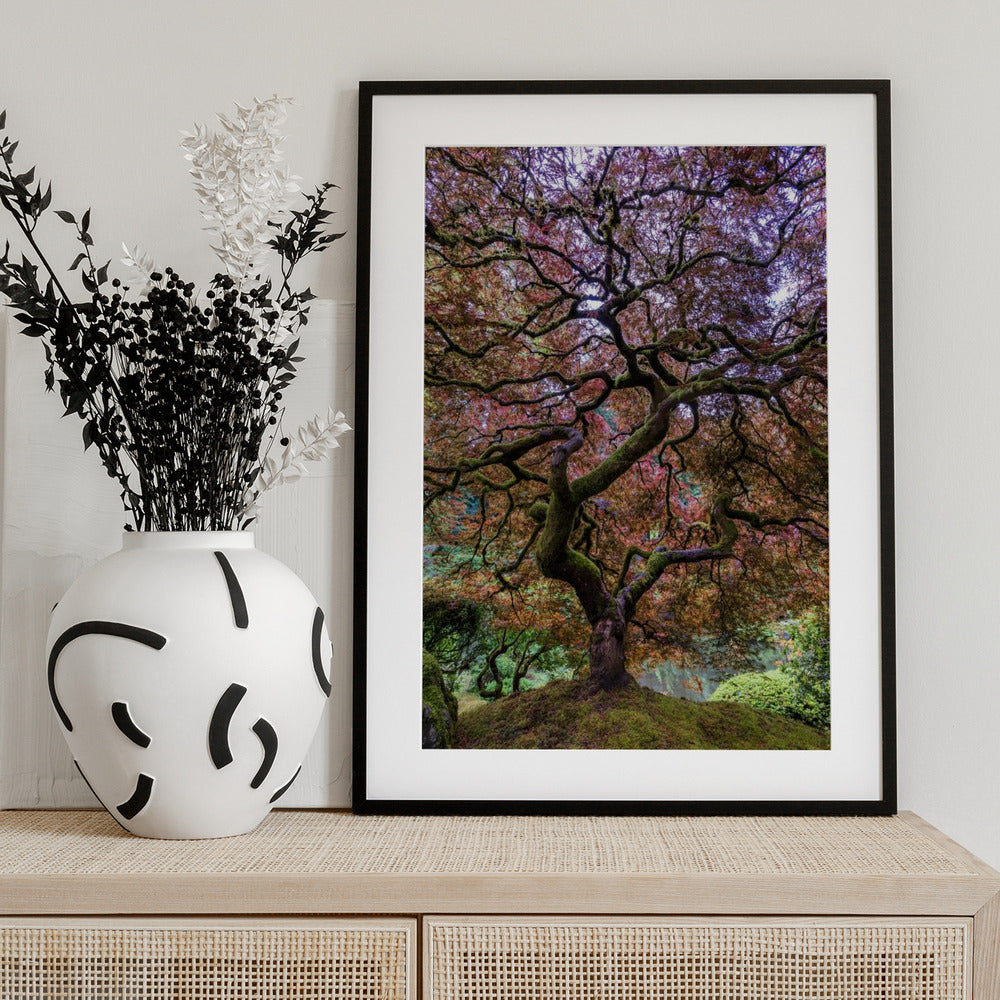 Japanese Maple Tree - Art Print by Mike Centioli