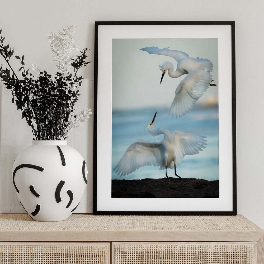 Snowy Egret Tango - Art Print by Ali Khataw