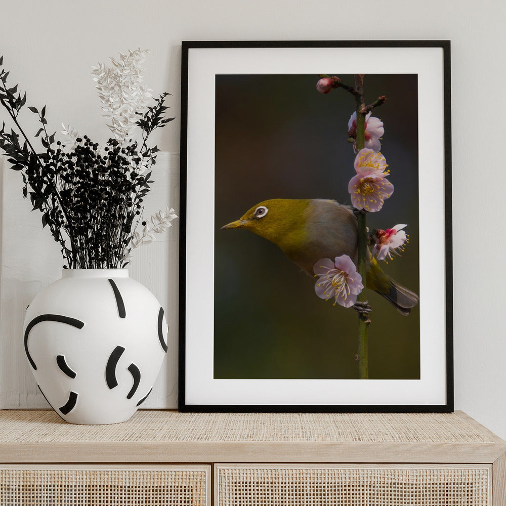 Plum blossoms and white-eye - Art Print by miwa_sun_