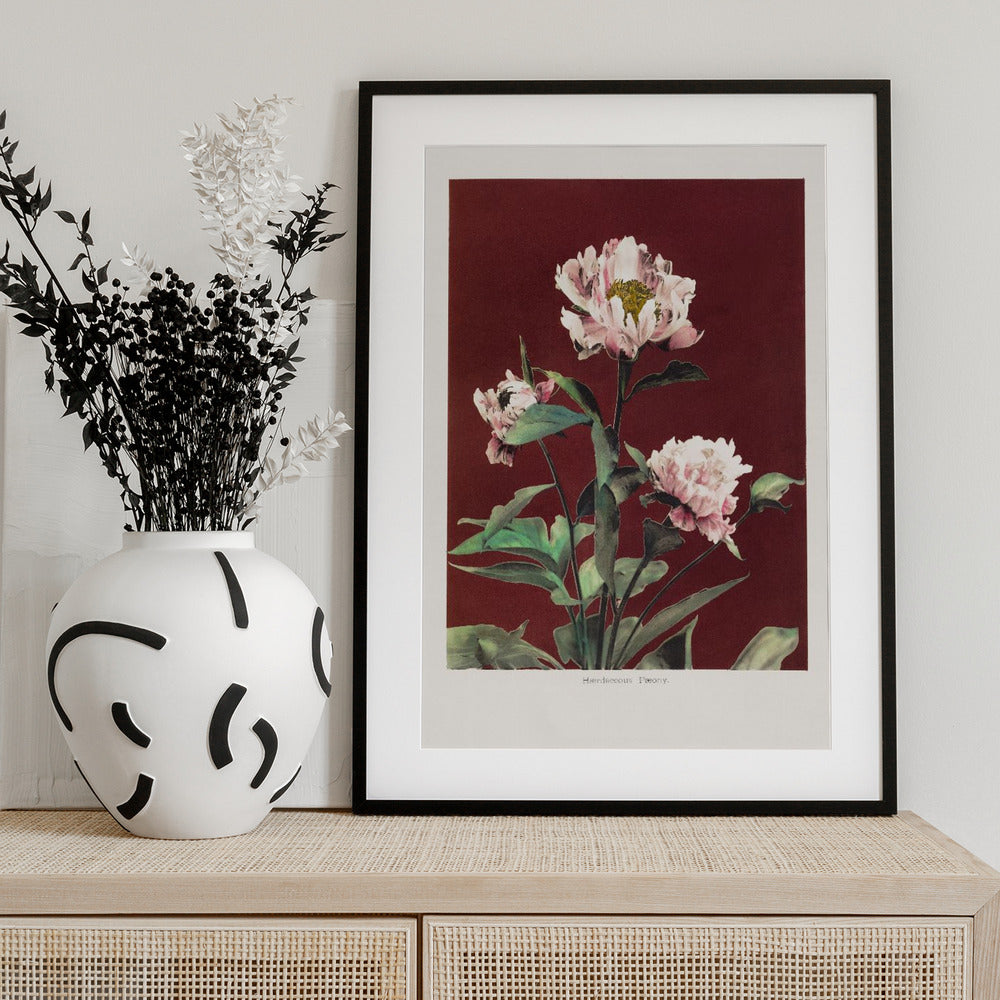 Hærdaceous Peony no2 - Art Print by Ogawa Kazumasa