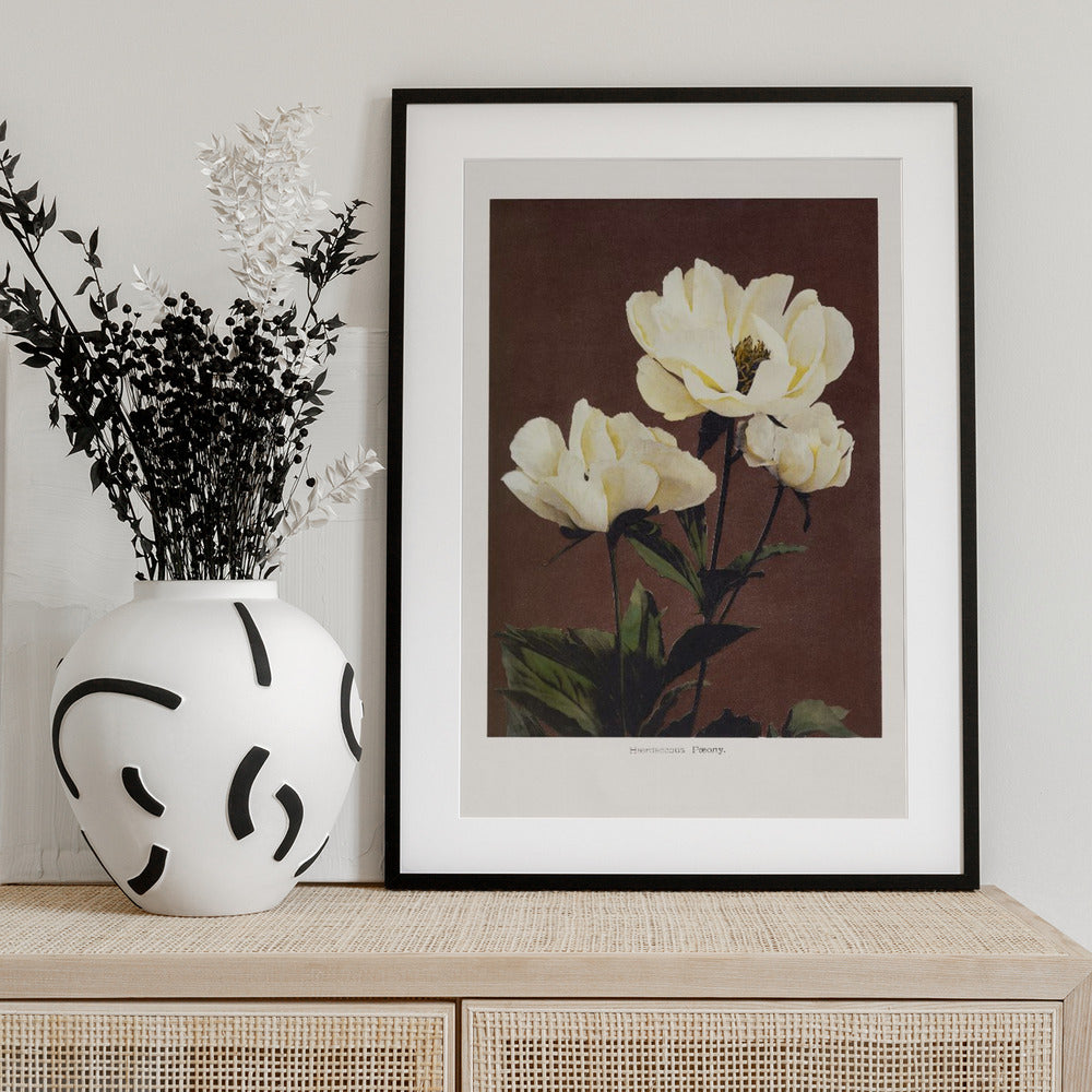 Hærdaceous Peony - Art Print by Ogawa Kazumasa