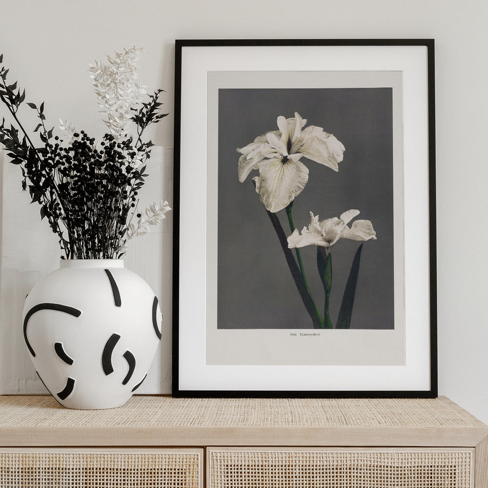 Iris Kæmpferi - Art Print by Ogawa Kazumasa