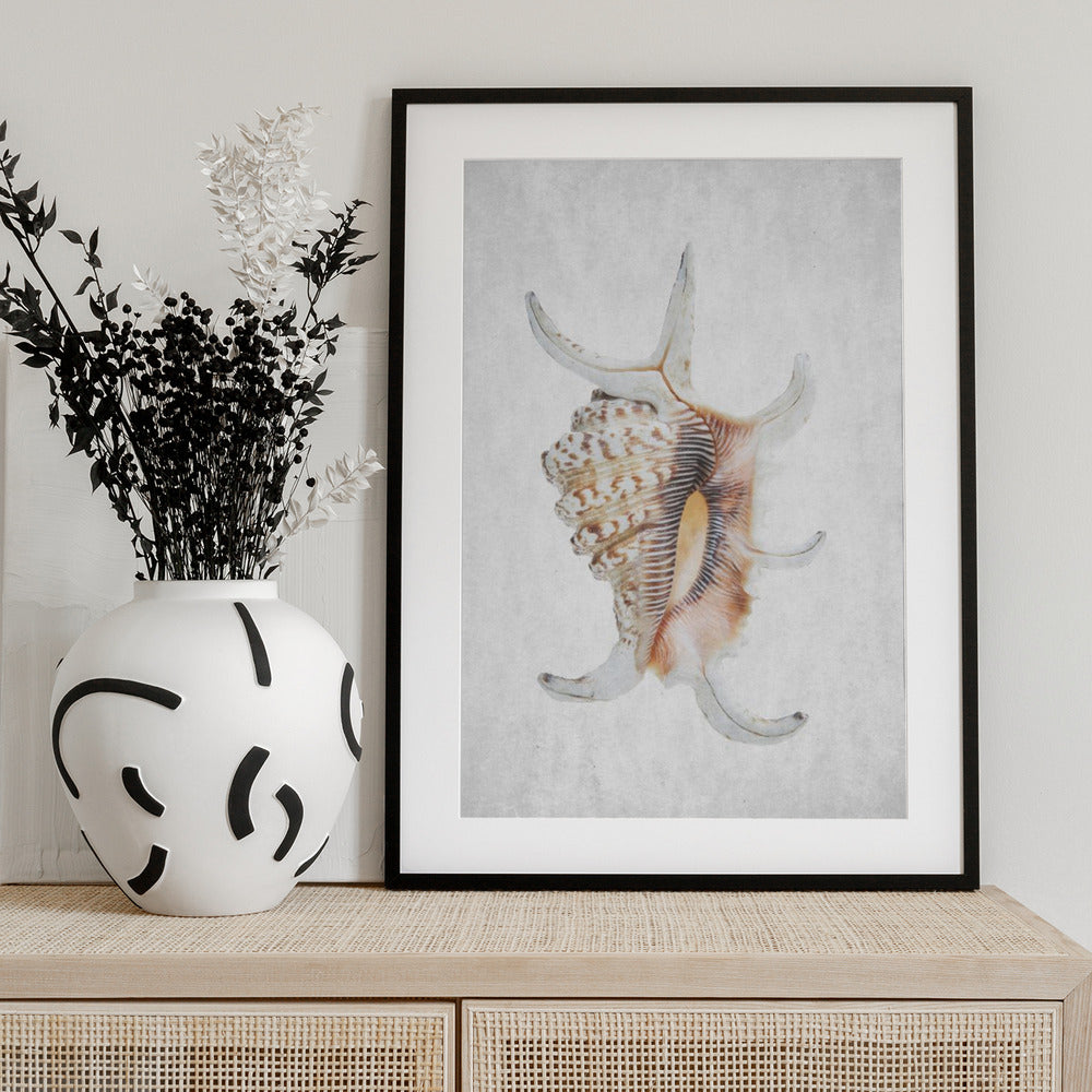 Spiral Seashell - Art Print by Shot by Clint