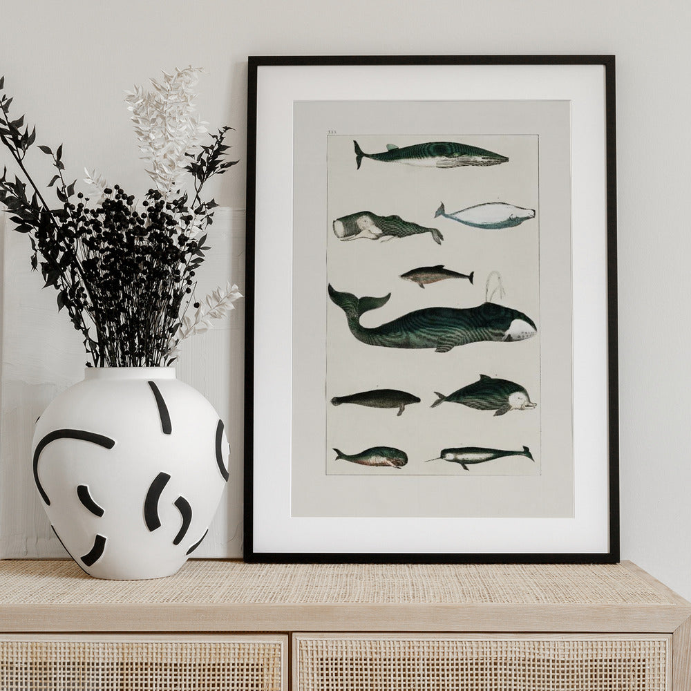 Vintage Whale Poster - Art Print by Oliver Goldsmith