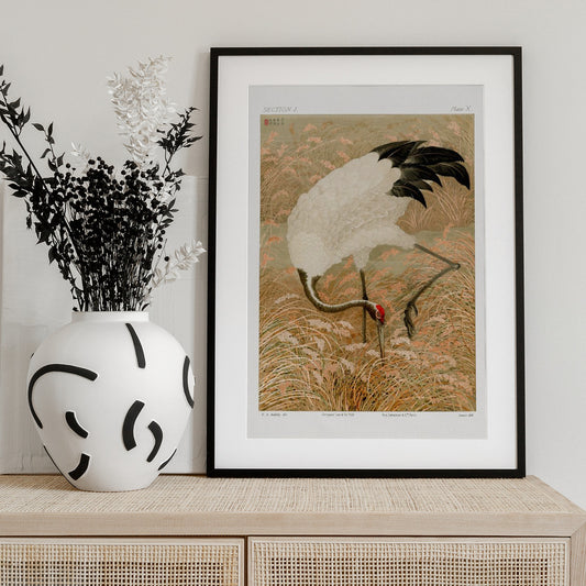 Sarus Crane In Rice Field - Art Print by G.a. Audsley
