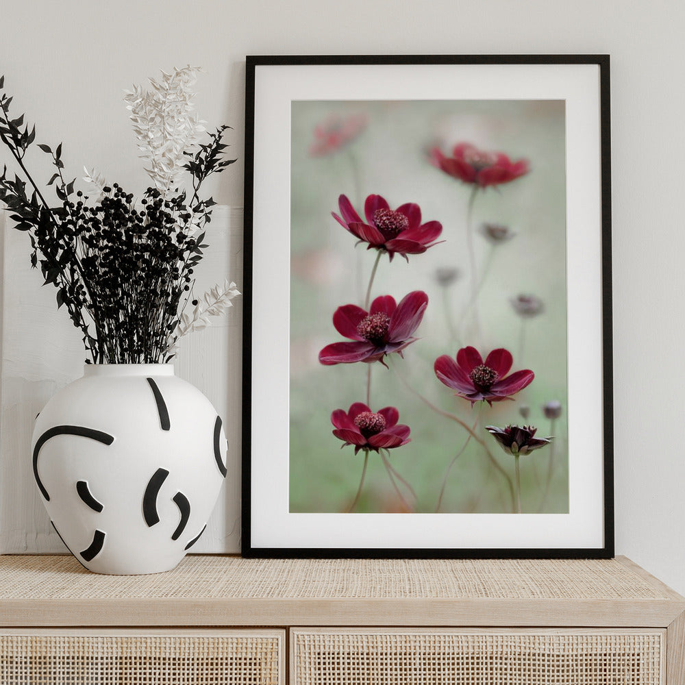 Cosmos sway - Art Print by Mandy Disher