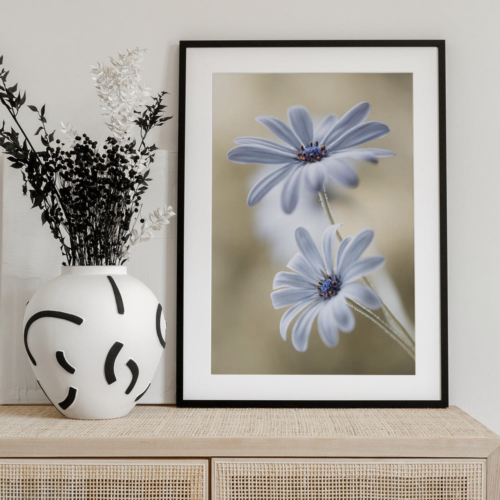 Cape daisies - Art Print by Mandy Disher