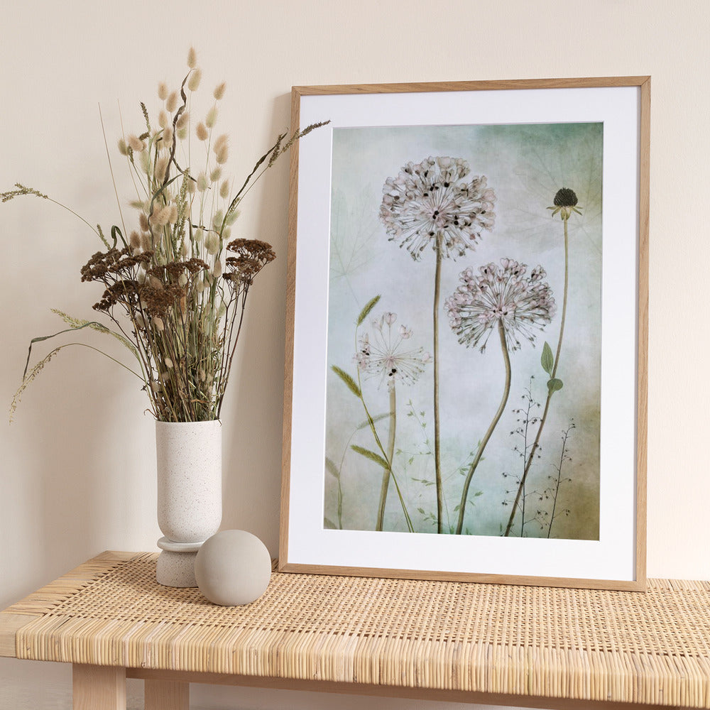 Allium - Art Print by Mandy Disher