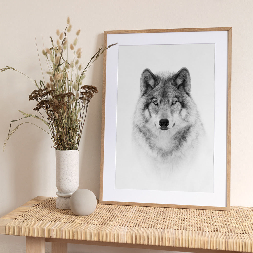 Portrait of a Timber Wolf - Art Print by Jim Cumming