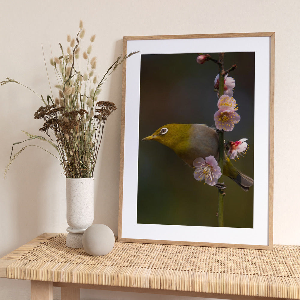 Plum blossoms and white-eye - Art Print by miwa_sun_