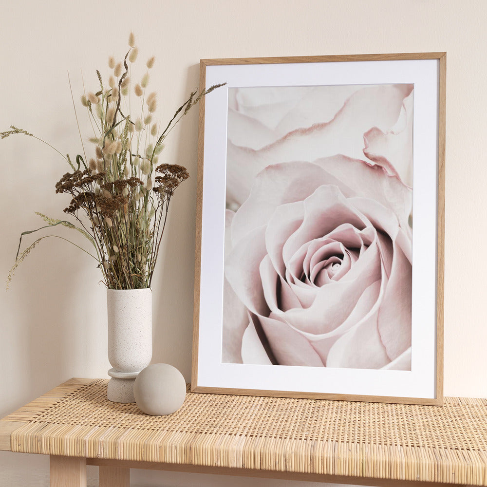 Pink Rose No 05 - Art Print by Pictufy Studio III