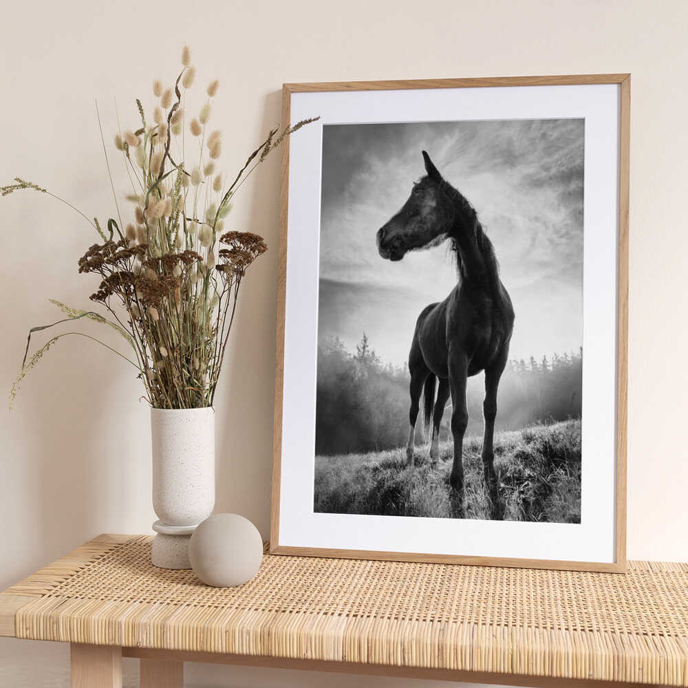 Backlight horse - Art Print by Alessandro Accordini
