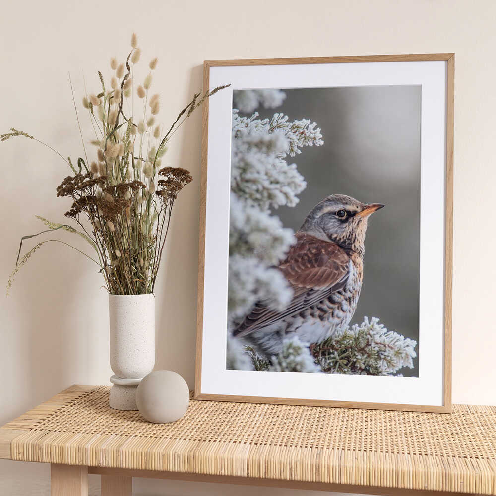 Fieldfare in a winter setting - Art Print by Magnus Renmyr