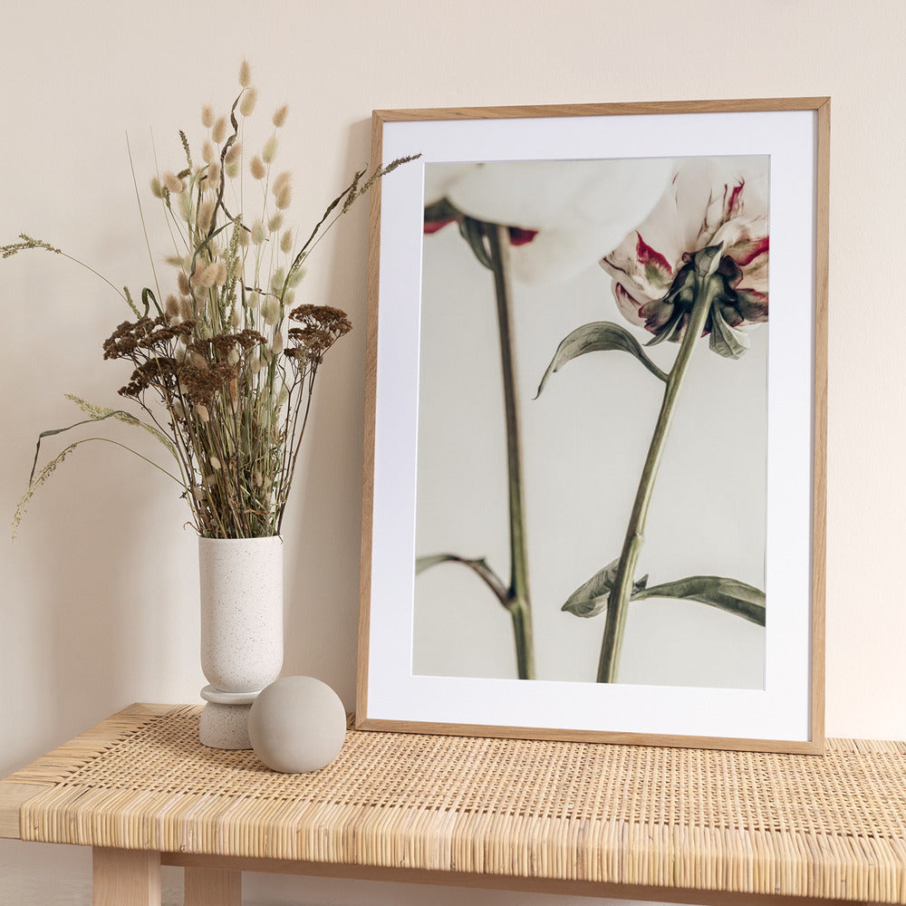Peony 01 - Art Print by Pictufy Studio III