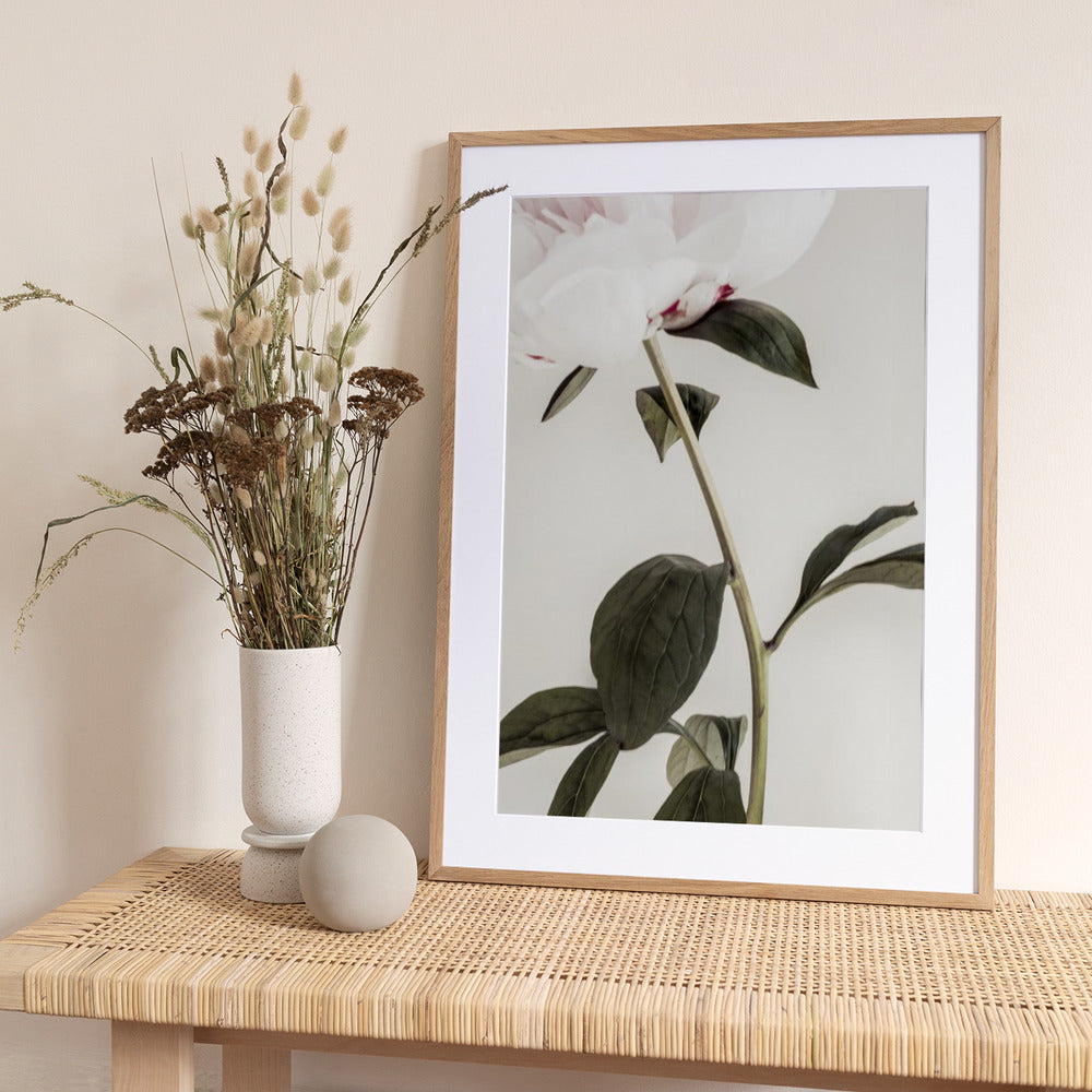 Peony 09 - Art Print by Pictufy Studio III