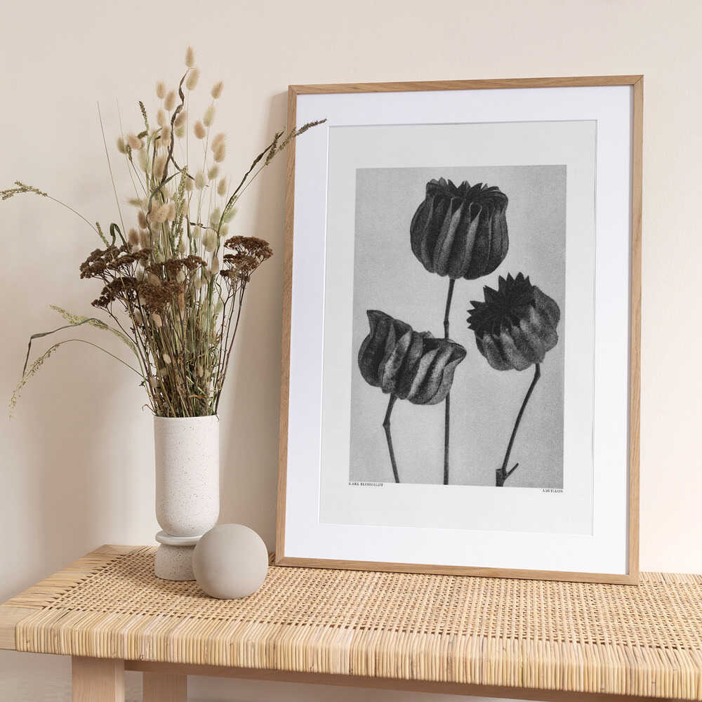 Abutilon (Lime Mallow - Art Print by Karl Blossfeldt