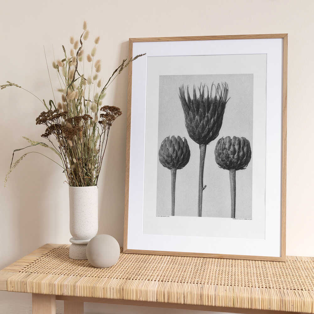 Serratula Nudicaulis - Art Print by Karl Blossfeldt