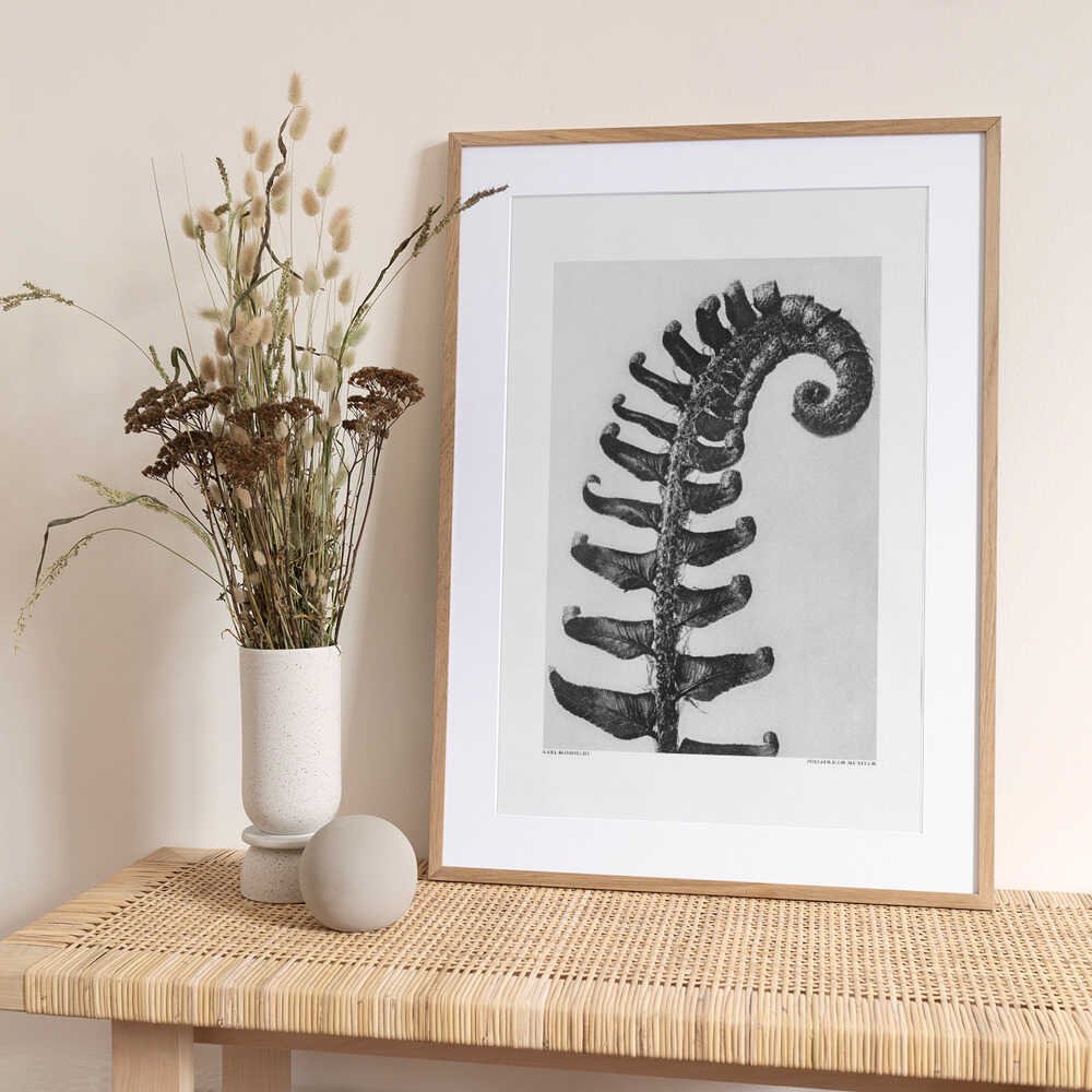 Polystichum Munitum - Art Print by Karl Blossfeldt