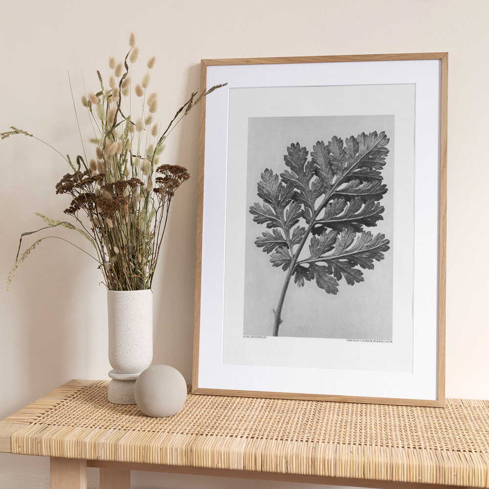 Chrysanthemum parthenium - Art Print by Karl Blossfeldt