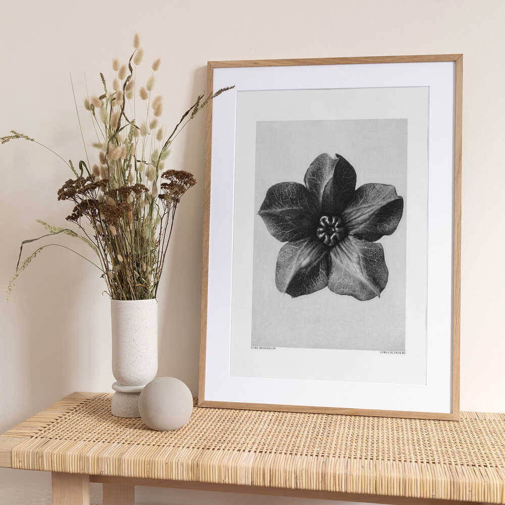 Cobaea Scandens - Art Print by Karl Blossfeldt