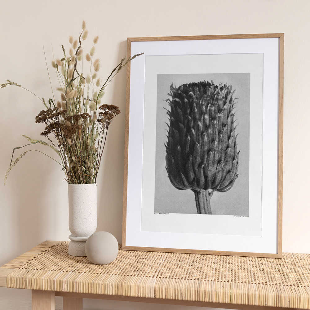 Cirsium Canum (Thistle) - Art Print by Karl Blossfeldt