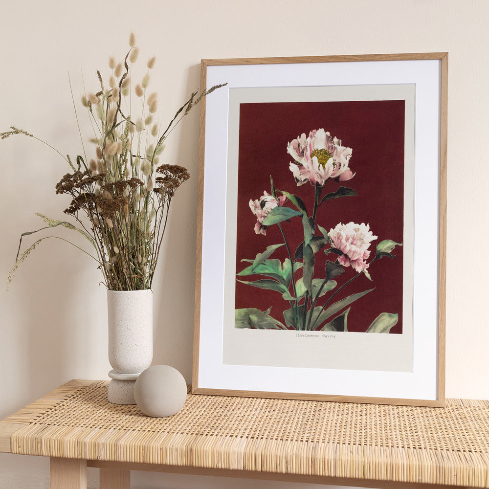 Hærdaceous Peony no2 - Art Print by Ogawa Kazumasa