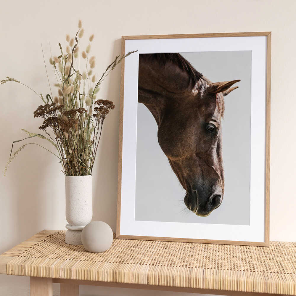 Portrait of a Horse Head - Art Print by Shot by Clint