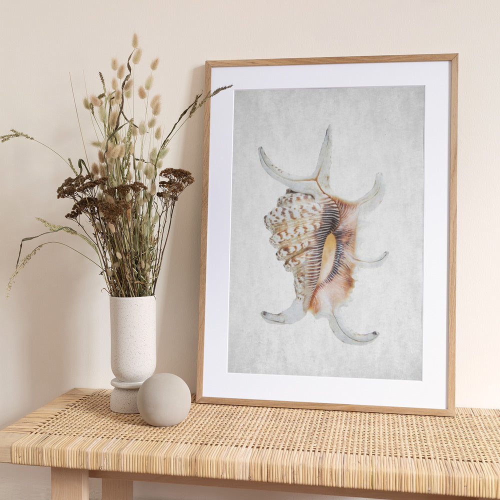 Spiral Seashell - Art Print by Shot by Clint