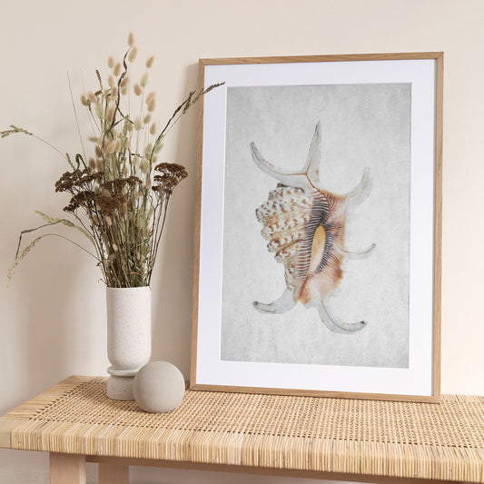 Spiral Seashell - Art Print by Shot by Clint