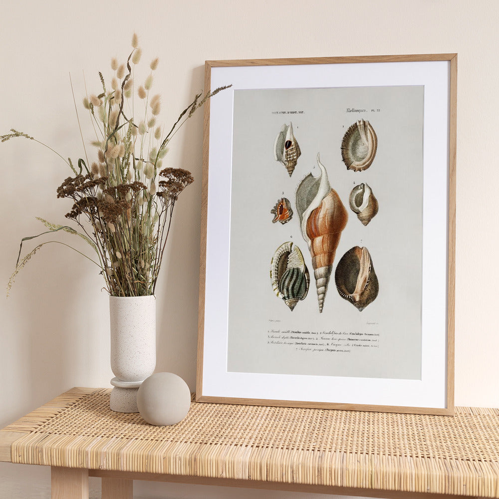 Different Types of Mollusks - Art Print by Charles Dessalines D Orbigny