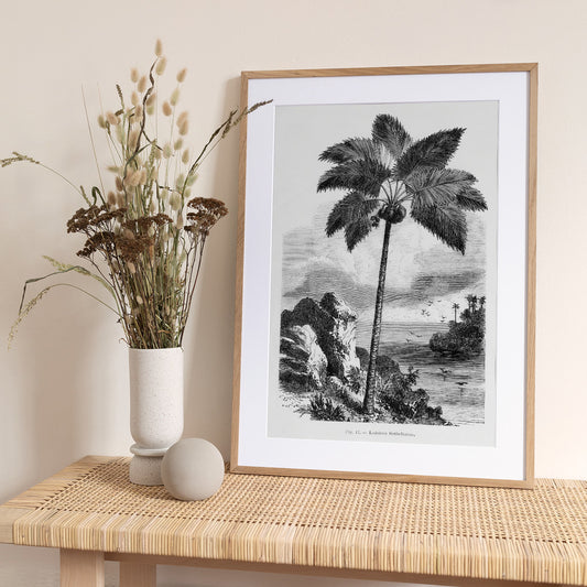 Vintage Palm Tree Drawing I - Art Print by Les Palmiers Histoire Iconographique