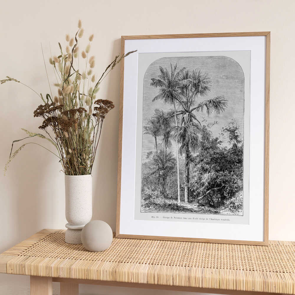 Vintage Palm Tree Drawing Iv - Art Print by Les Palmiers Histoire Iconographique