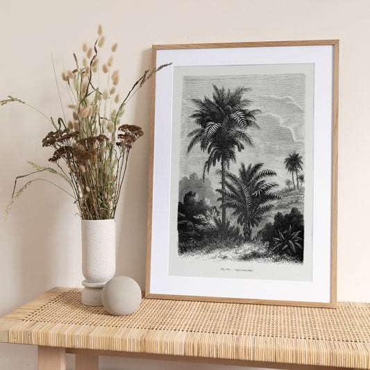 Vintage Palm Tree Drawing V - Art Print by Les Palmiers Histoire Iconographique
