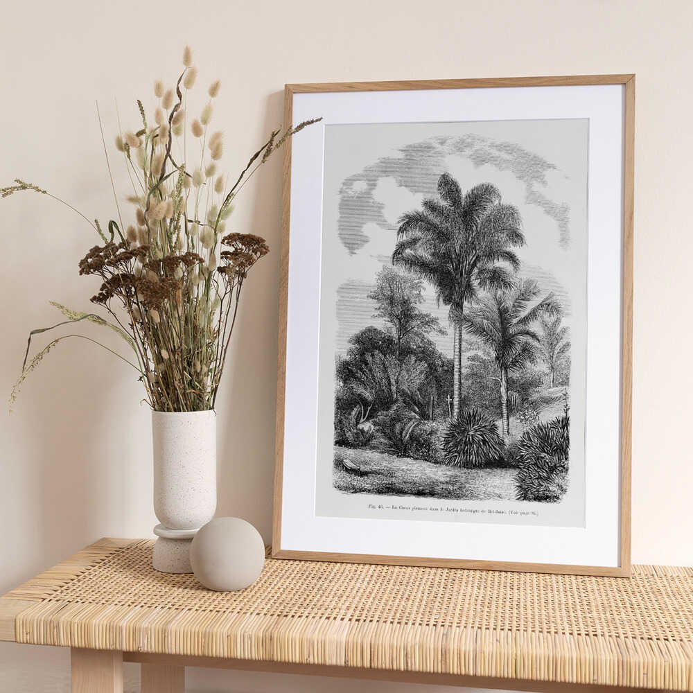 Vintage Palm Tree Drawing Vi - Art Print by Les Palmiers Histoire Iconographique