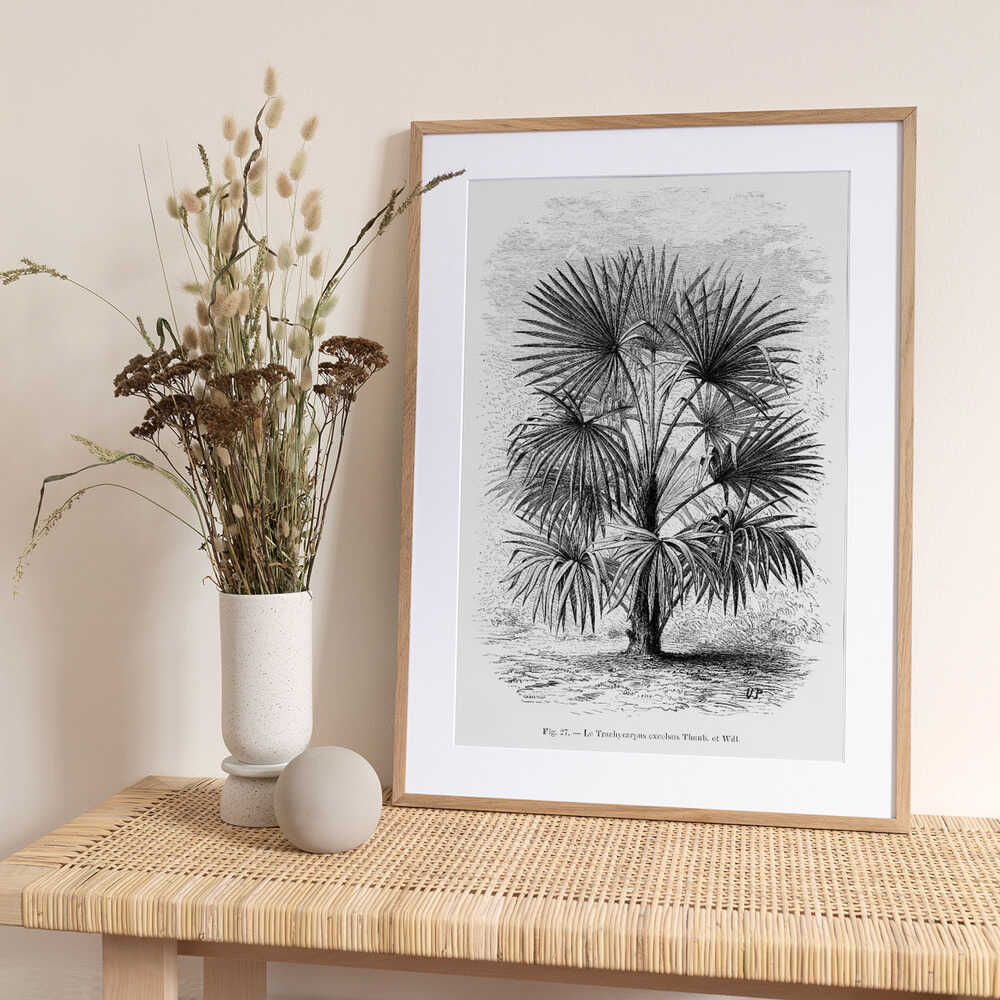 Vintage Palm Tree Drawing Xi - Art Print by Les Palmiers Histoire Iconographique